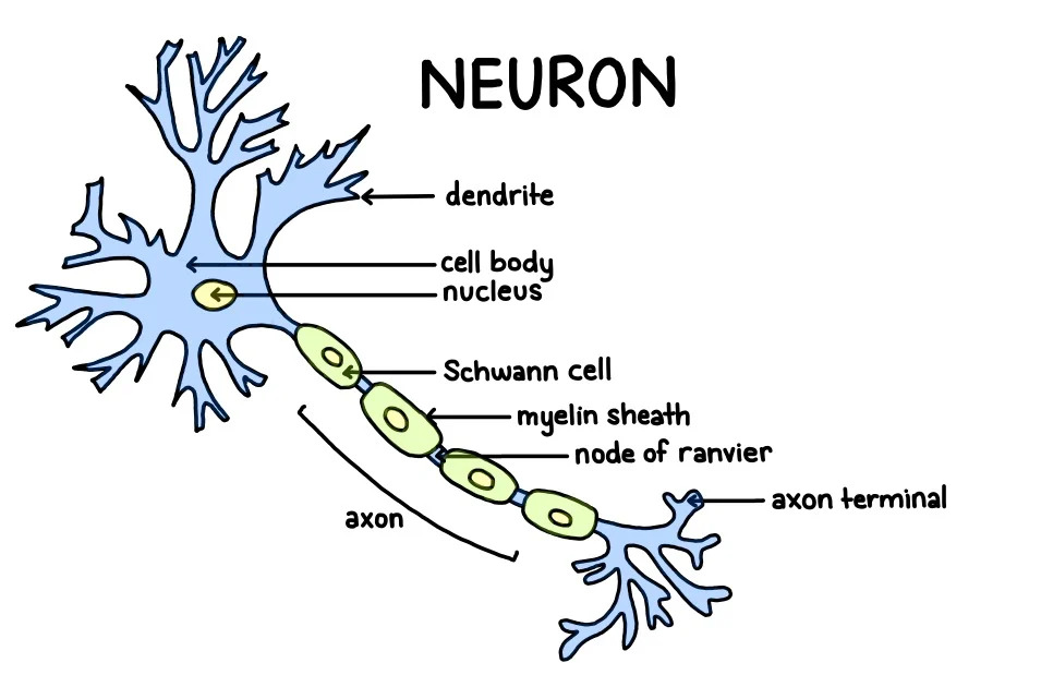 neuron image